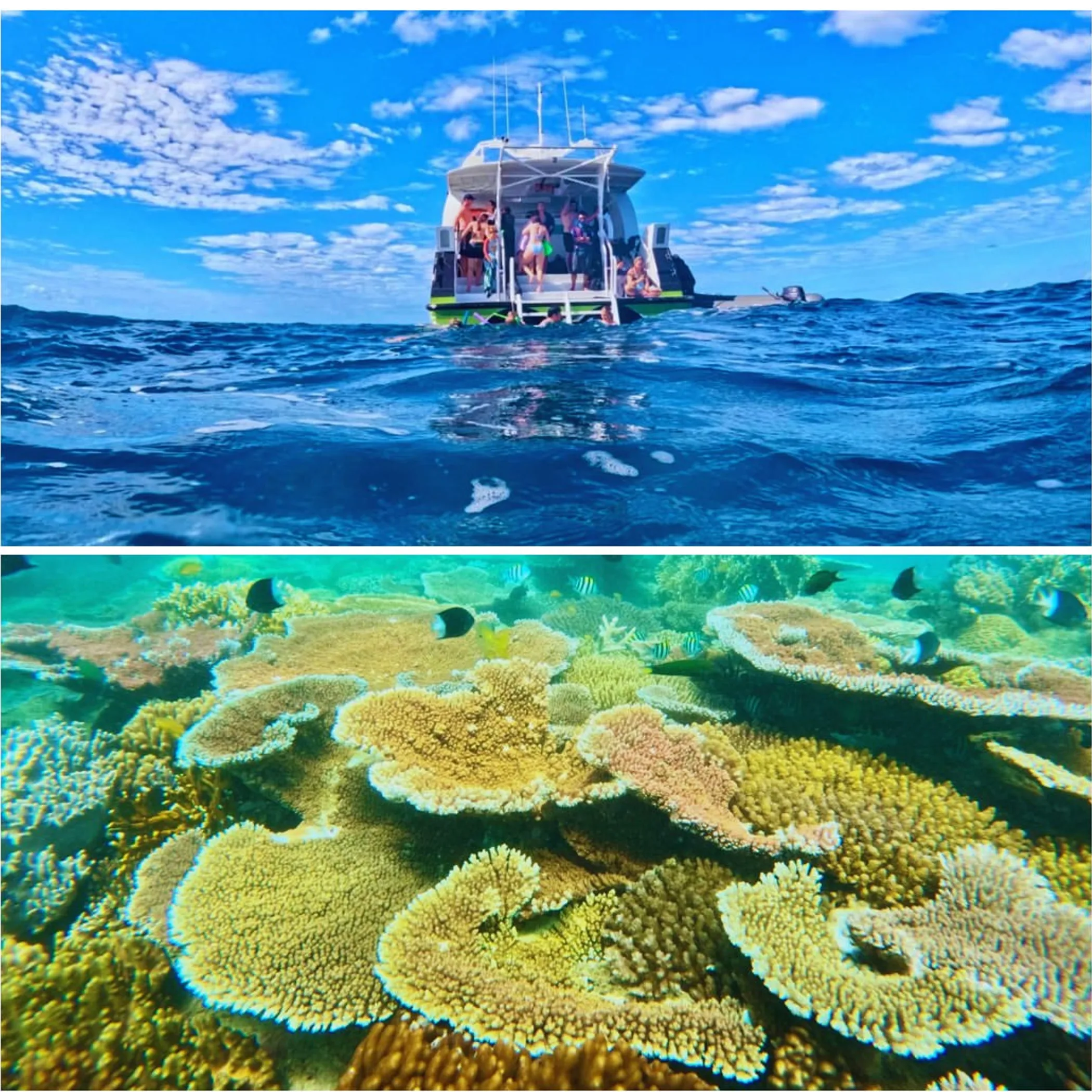 whitsundays marine life underwater scene