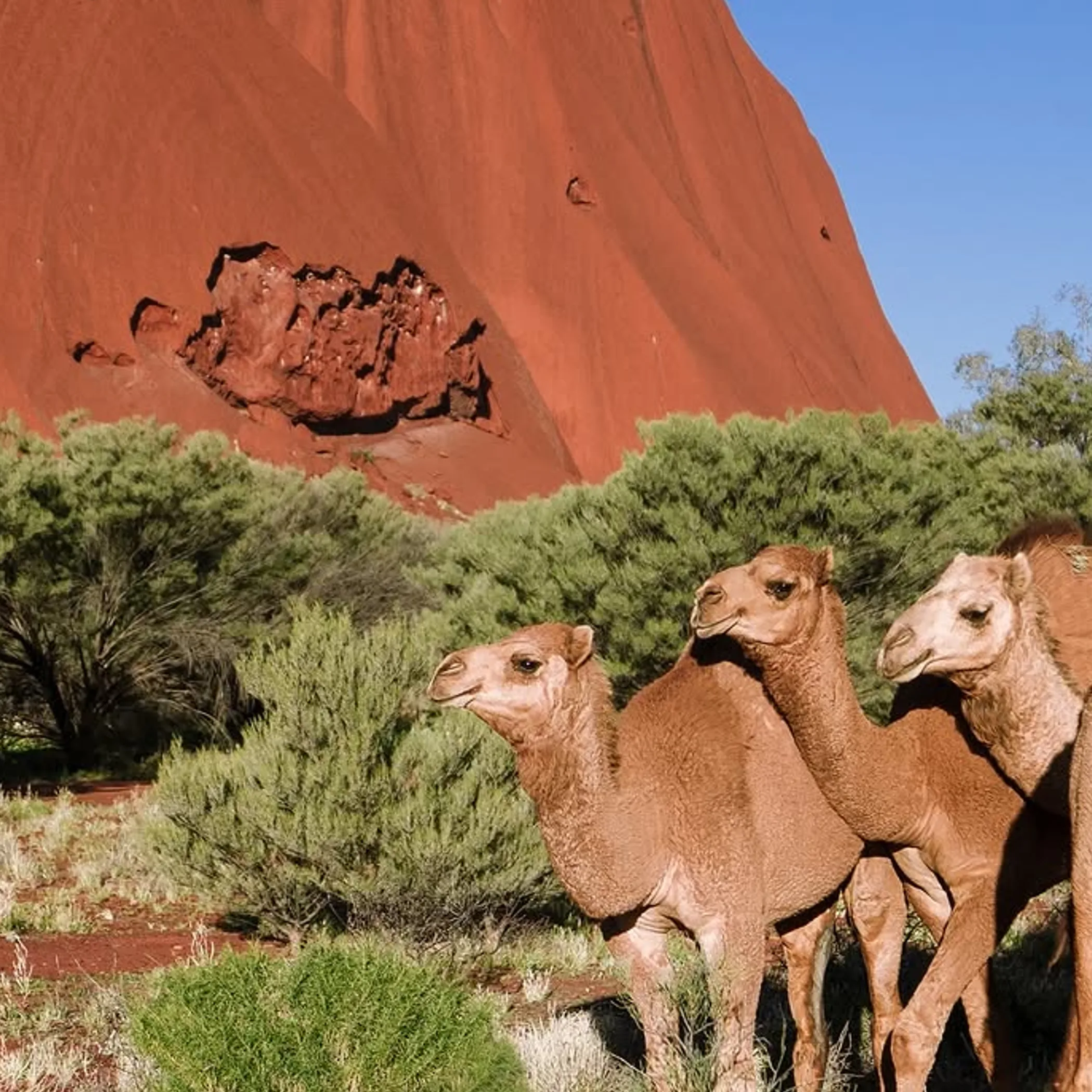 camels with uluru in background