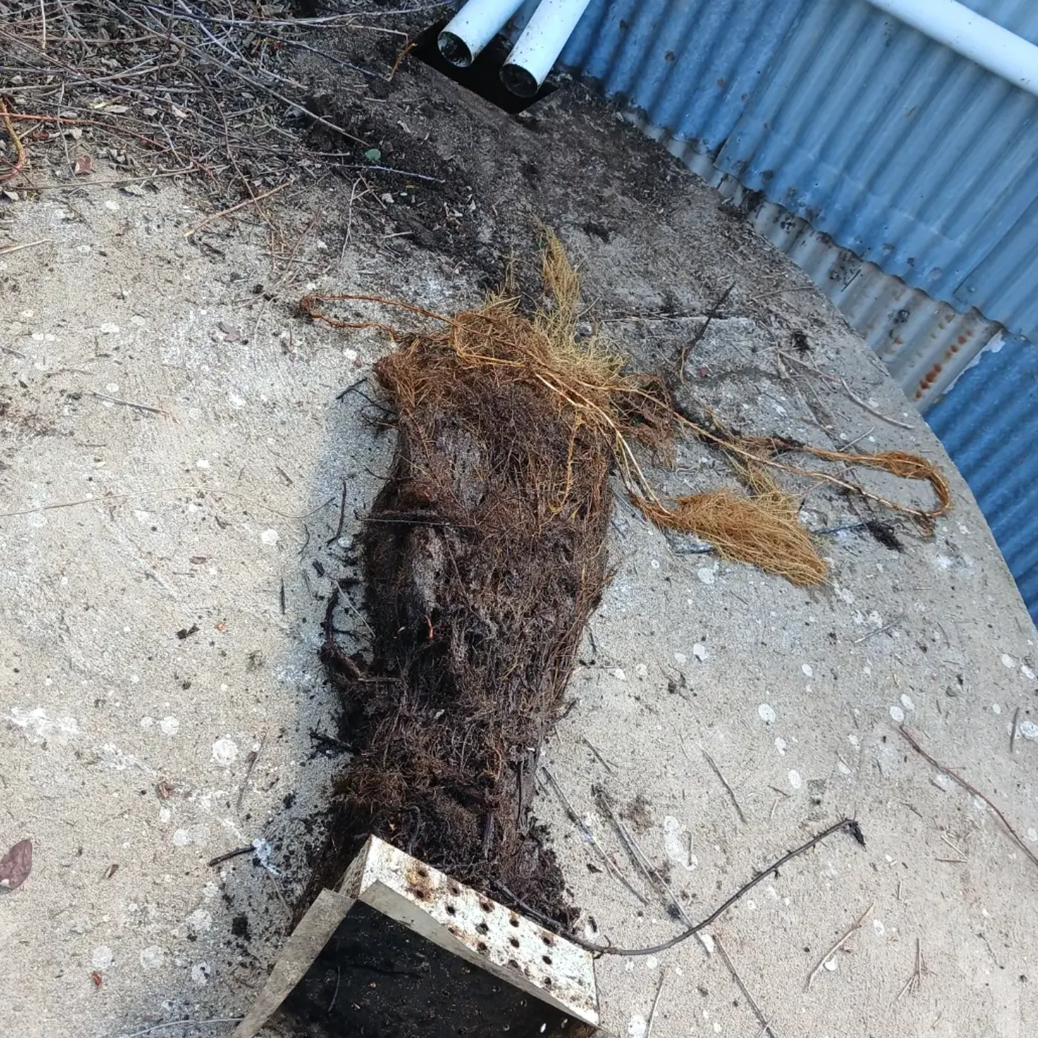 roots blocking a drain