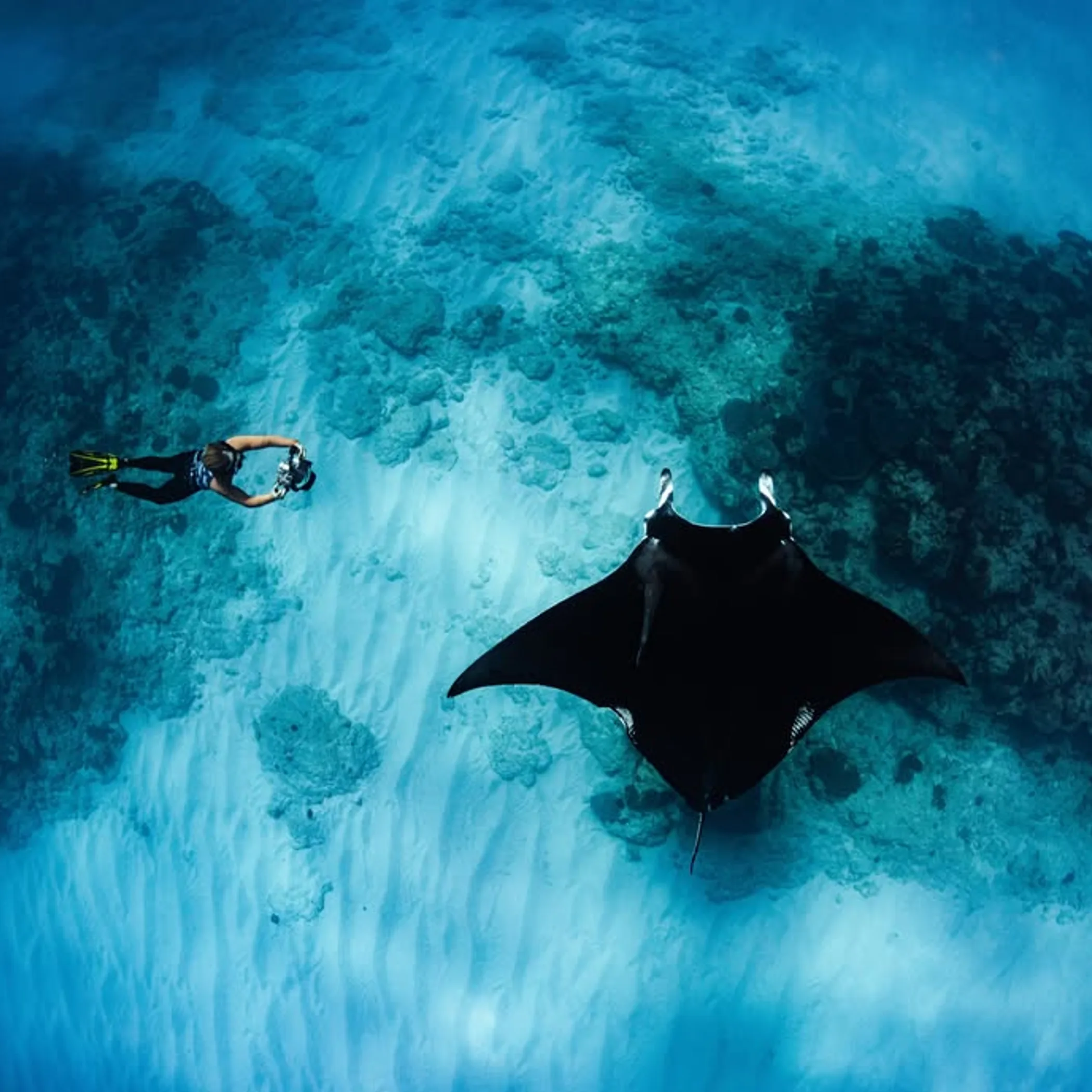 reef snorkeling and marine life