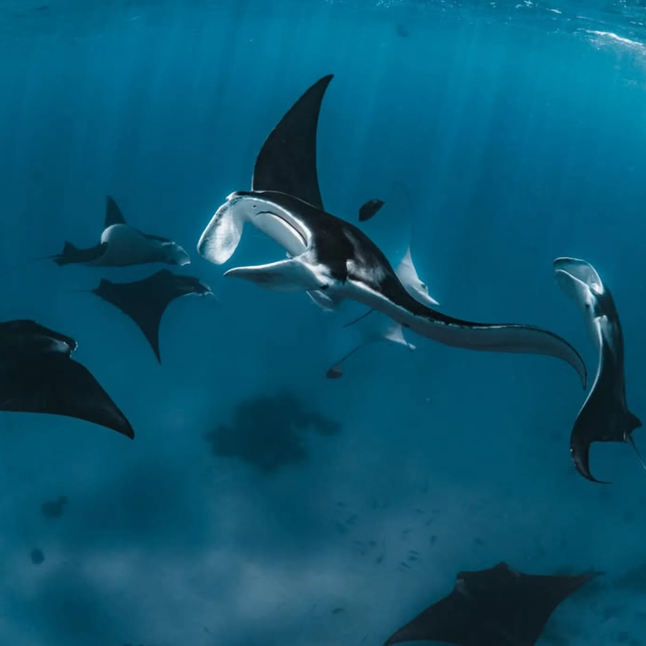 manta rays while snorkeling at ningaloo reef