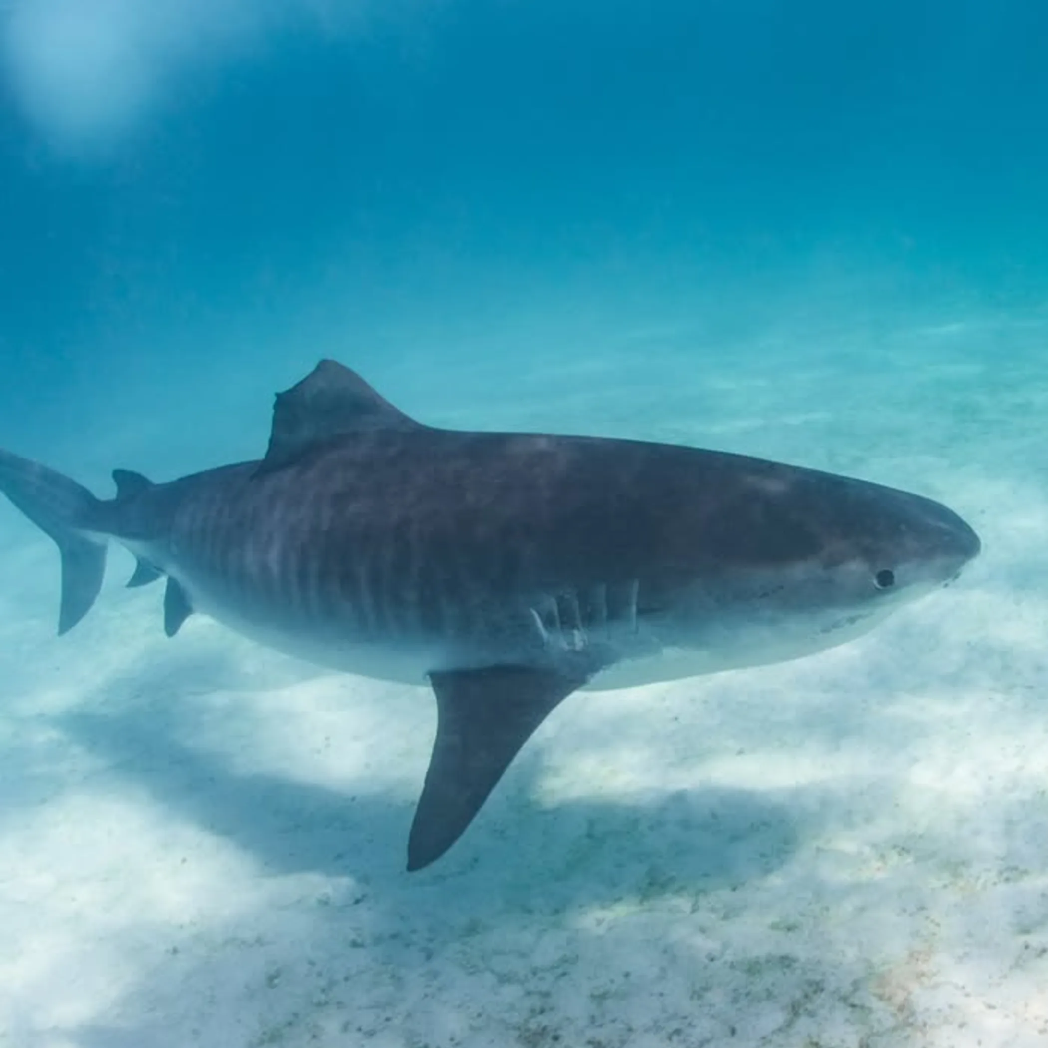 underwater scene at ningaloo reef