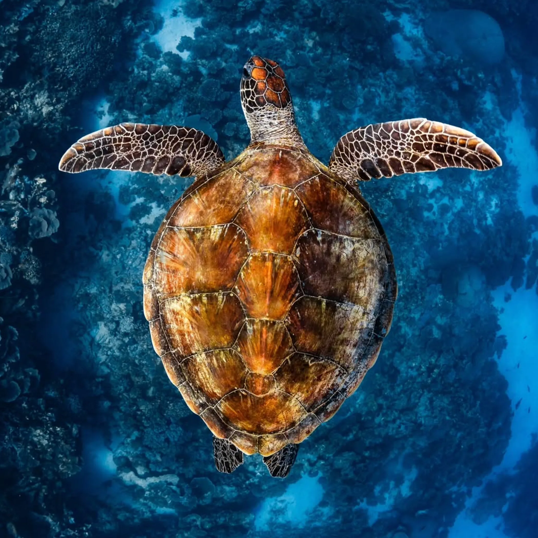underwater view of ningaloo reef