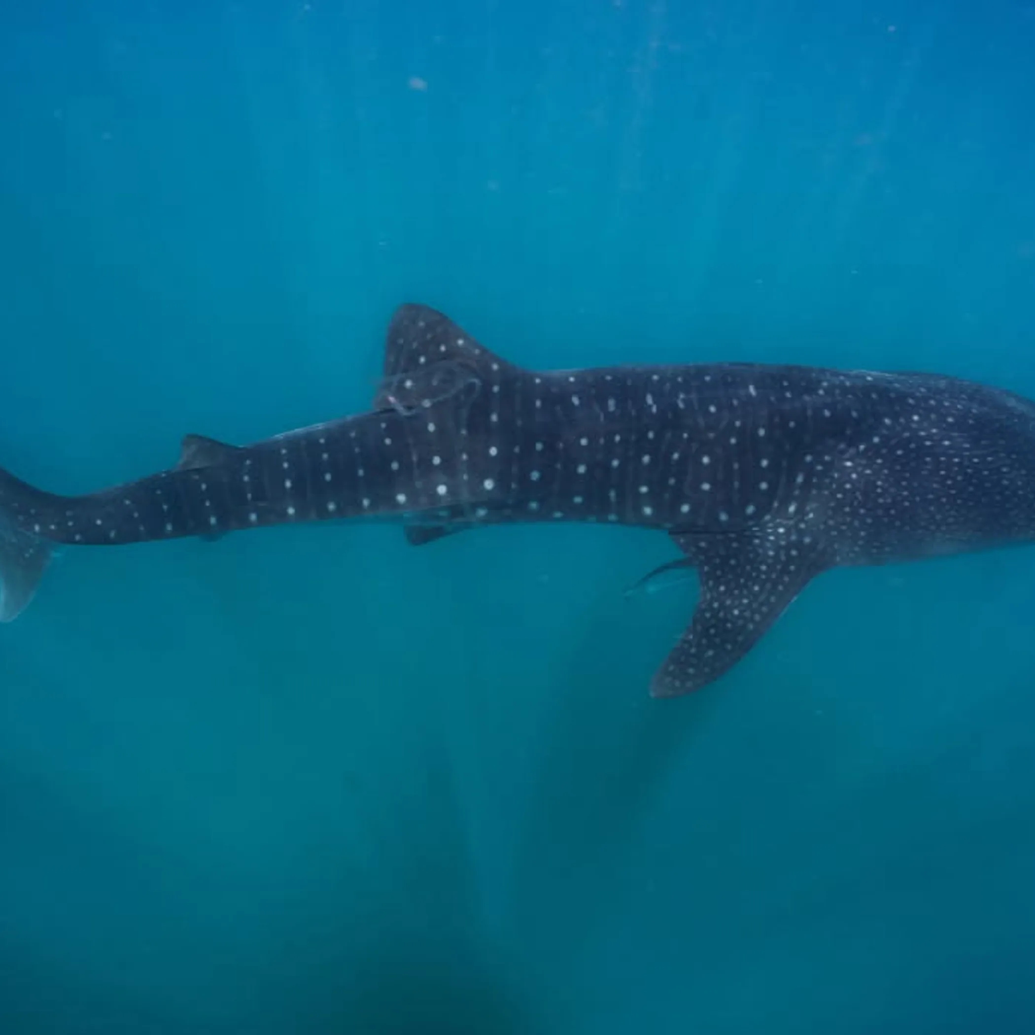 whale shark snorkeling at ningaloo reef